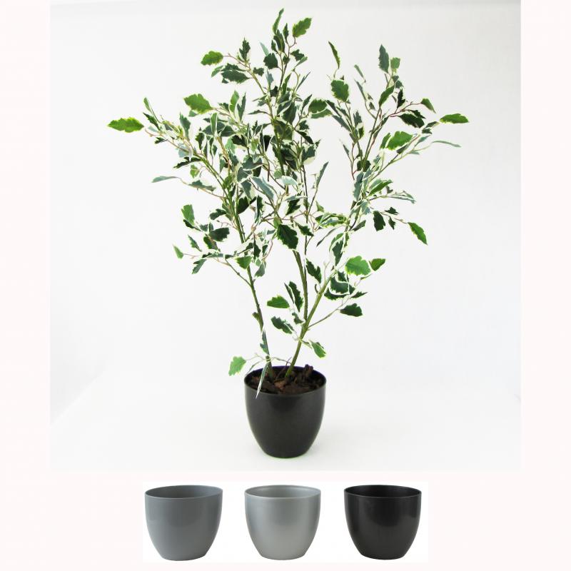 Fikus Benjamin w doniczce 90cm